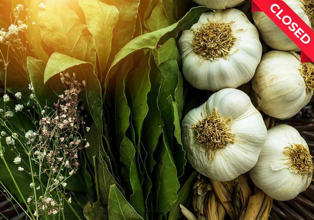 Garlic-2
