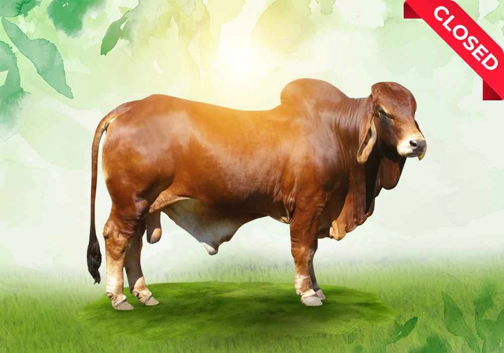 Qurbani Cow-2