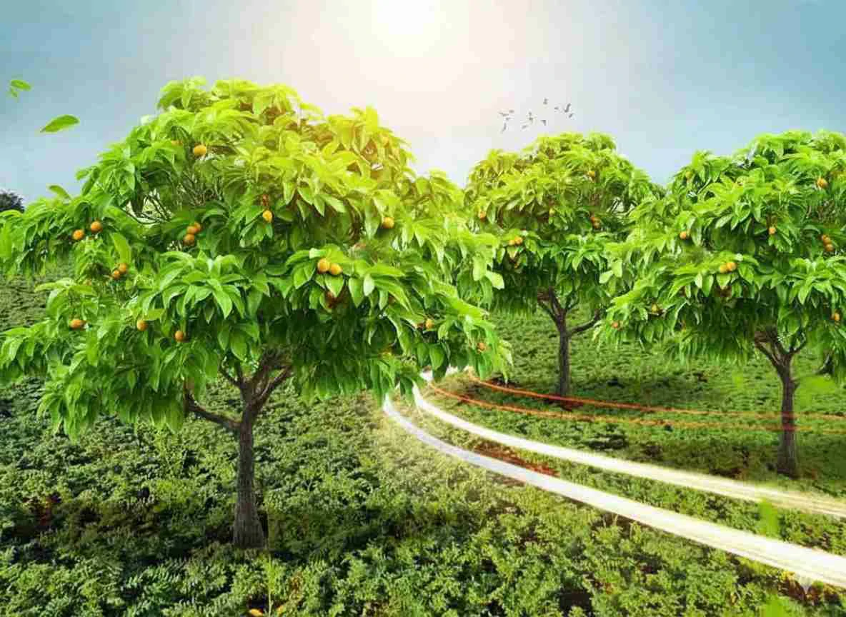 Cultivated Crop Land - Mango