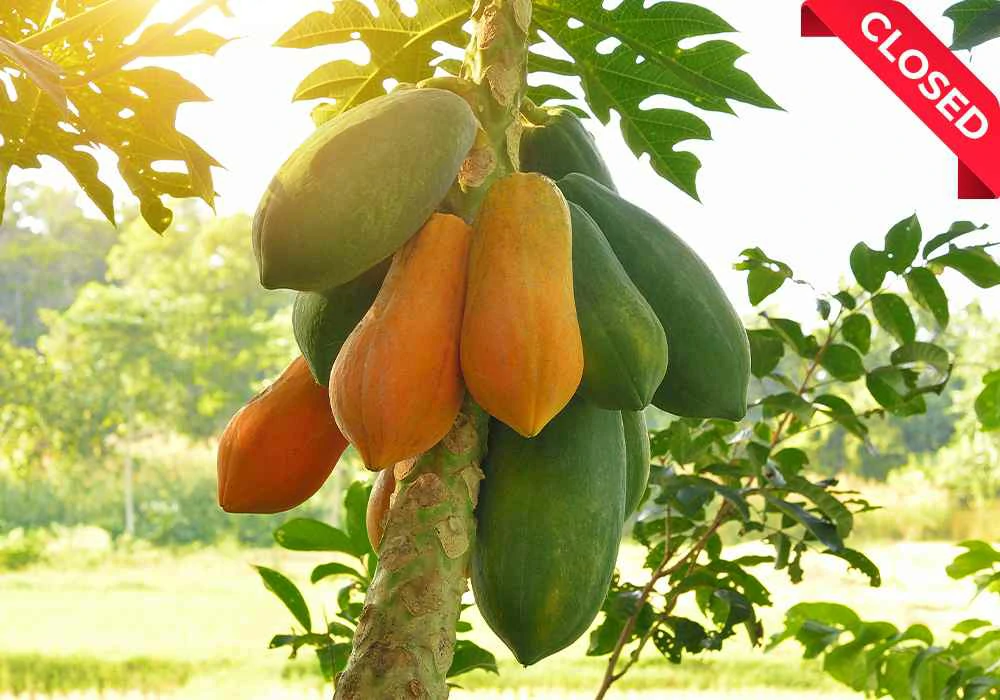Papaya-2