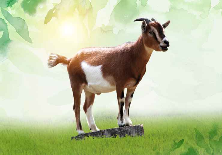 Qurbani Goat-4